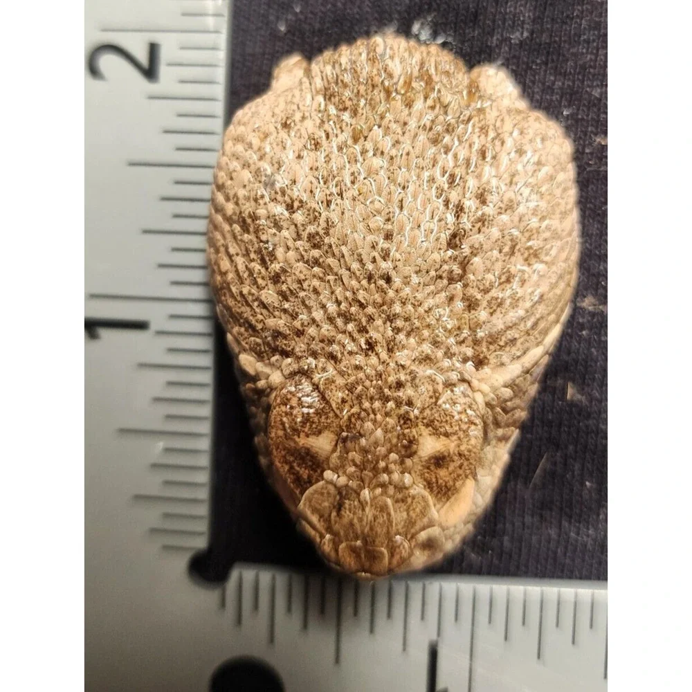 4 Puzzles!! Western Diamondback Rattlesnake Snake Skull FANGS SPECIMEN SK4C